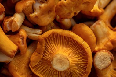 Fresh chanterelle mushrooms lie in a wicker basket. The basket stands on a wooden barrel filled with tree bark.