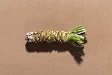 Wasabi. Taze Japon wasabi yabanturpu kökü kağıdın üzerinde, bej arkaplanda..