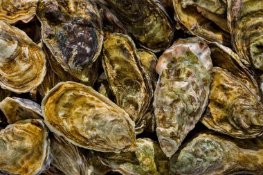 Oysters in shells close up