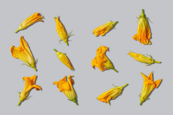 Fresh Edible Zucchini Flowers Different Shapes Sizes Lie Gray Background — Stock Photo, Image