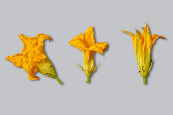 Fresh Edible Zucchini Flowers Different Shapes Sizes Lie Gray Background — Stock Photo, Image