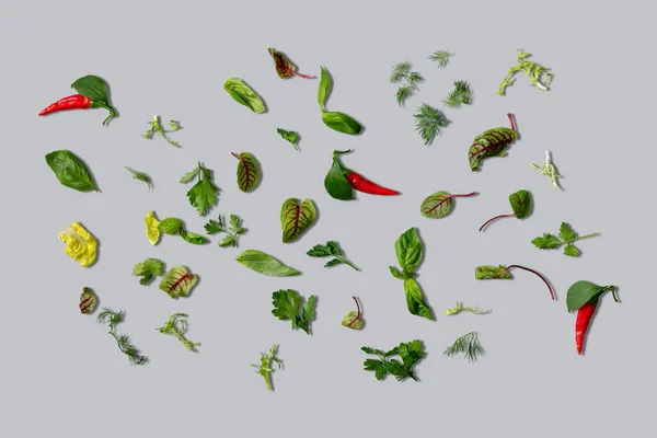 様々な種類のレタスの葉 コリアンダー パセリと灰色の背景に小さな唐辛子ポッドでディル — ストック写真
