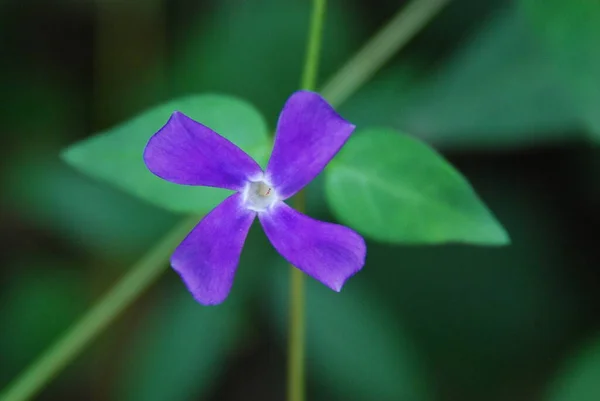 Mavi çiçek, yakın plan, seçici odak