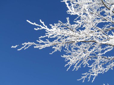 karla kaplı bir ağaç dalı