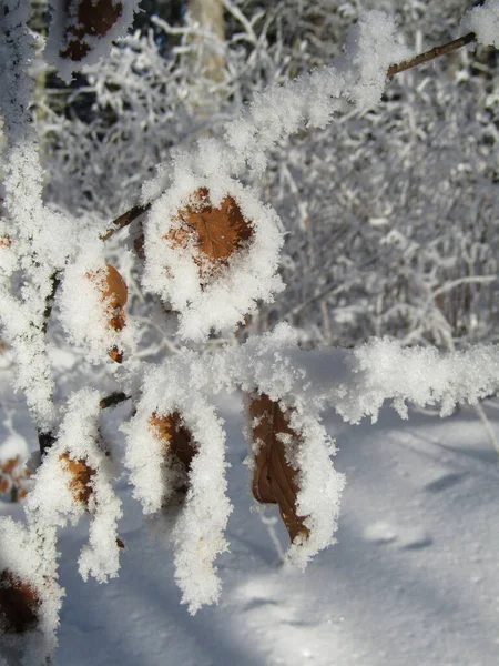 Kışın parktaki donmuş yaprakların yakın çekimi.
