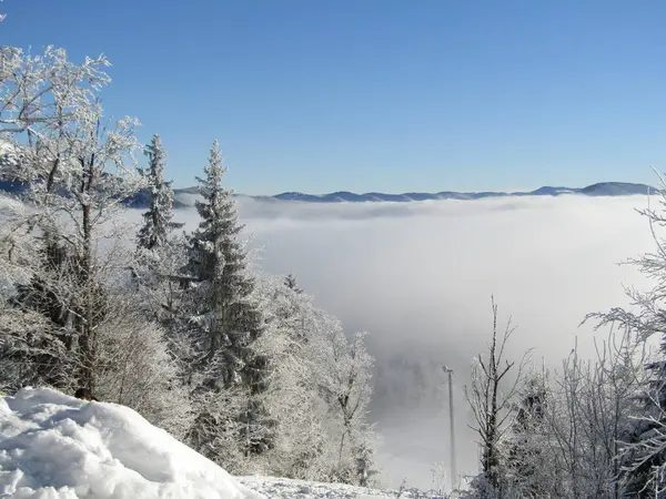 Sisin içindeki güzel kış ormanı.