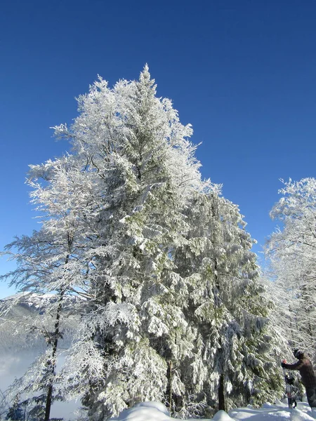 Frozen Pine Trees Forest Winter — стоковое фото