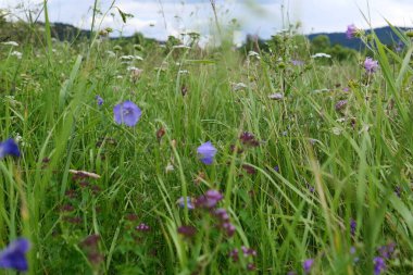 Çayırda yetişen güzel çiçekler