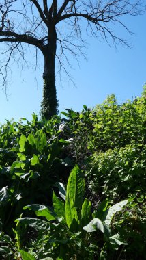 Yeşillikte ölü bir ağaç