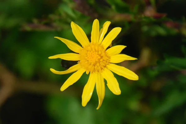 yeşil arkaplan ile sarı çiçek