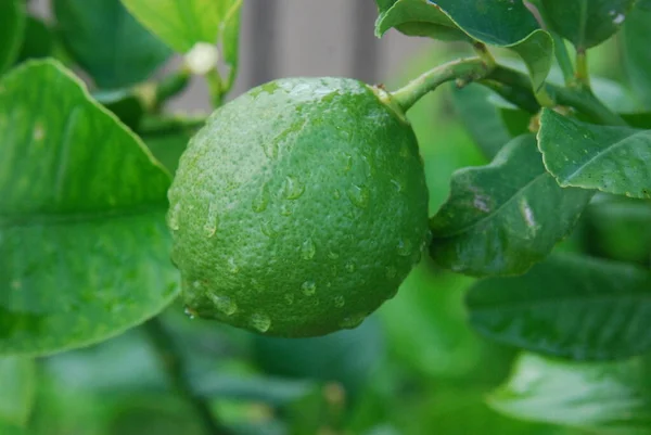 Bahçede taze yeşil limon ve yağmur damlaları