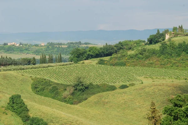 Tuscany 'deki yeşil tarlaların ve üzüm bağlarının manzarası, arka planda ormanlar ve dağlar.