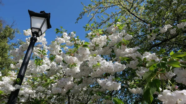 Sokak lambasıyla kiraz çiçeği