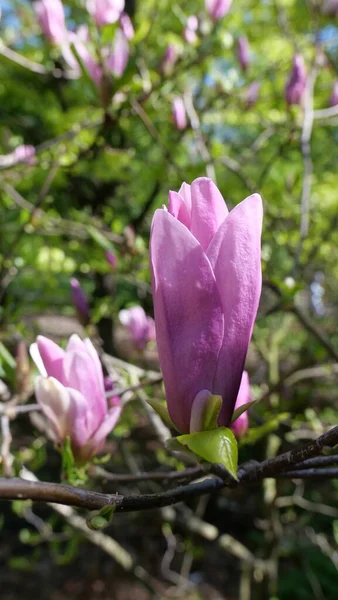 İlkbaharda kiraz çiçeği