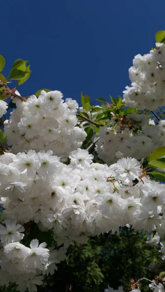 Flor Cerezo Primavera — Foto de Stock
