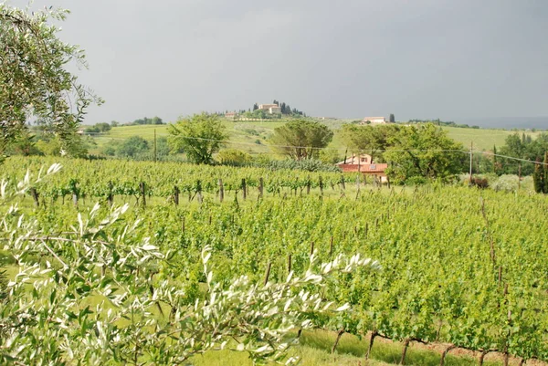 Güzel yeşil üzüm bağı, Toskana 'daki geniş kırsal arazi ve çayır manzarası.