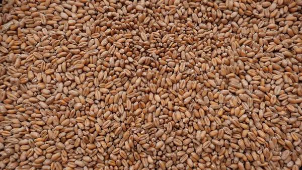 çiğ buğday tohumları. Kapat, üst görünüm.