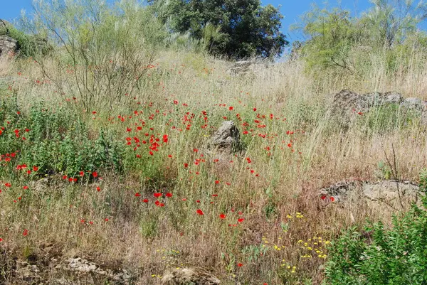 Kırmızı çiçekli ve taşlı tarla