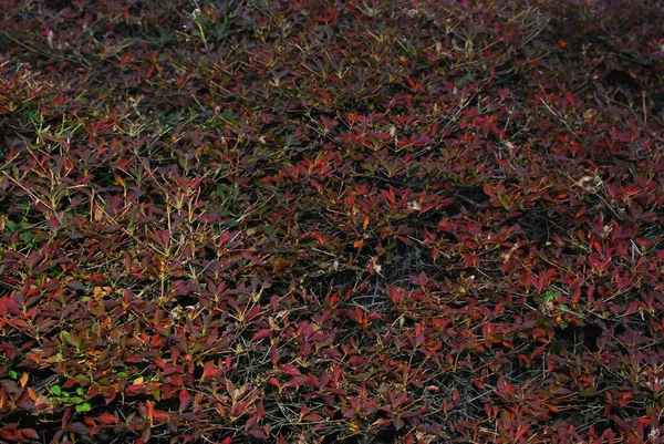 Bahçedeki ağaçların arka planında yeşil yapraklar ve kırmızı sonbahar bitkileri yosunlu.