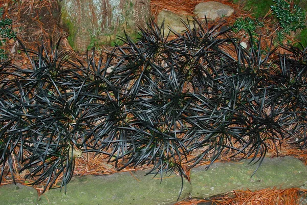 Parktaki güzel siyah bitki