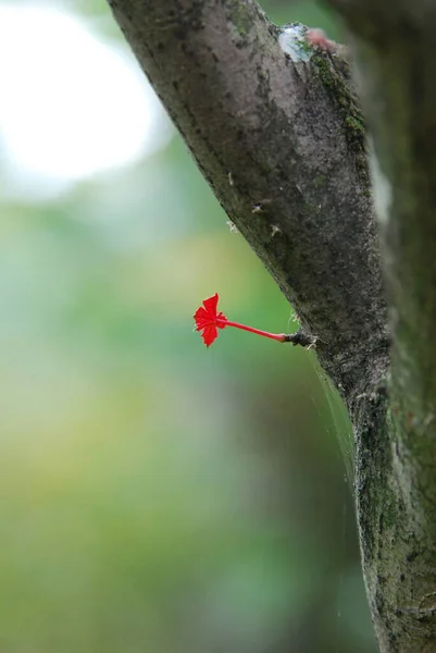 Όμορφο Κόκκινο Φύλλο Ένα Δέντρο — Φωτογραφία Αρχείου