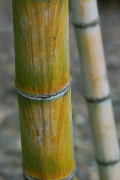 Bambushain Für Den Garten — Stockfoto