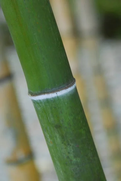 Bahçedeki yeşil bambu bitkisi