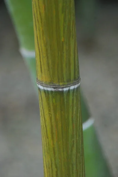 Yeşil bir bambuya yaklaş.
