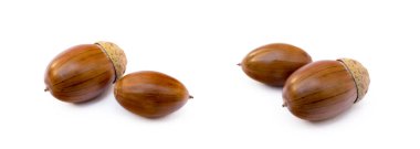 Olgun meşe palamutları beyaz bir arkaplanda izole edilmiş