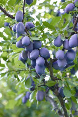 Ripe juicy plum on a tree 