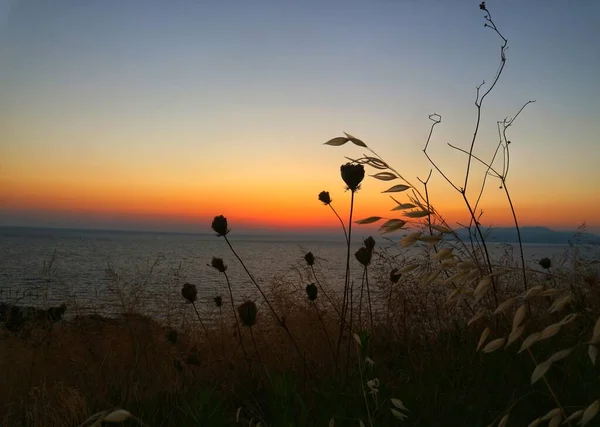 Силует Дикої Квіткової Рослини Дуже Красивим Фоном Заходу Сонця — стокове фото