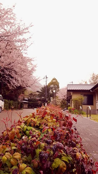 木々や葉が美しい秋の風景 — ストック写真