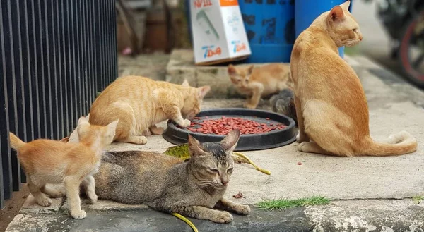 Gatto Sdraiato Sulla Strada — Foto Stock