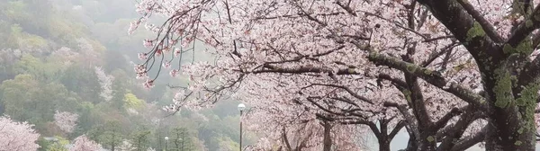 Schöne Frühlingsblumen Garten — Stockfoto