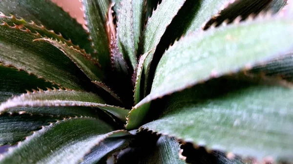 Primer Plano Una Planta Verde —  Fotos de Stock