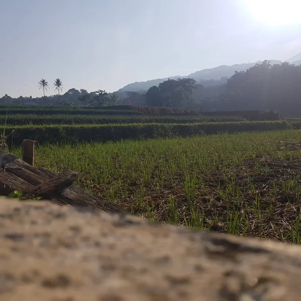 木や畑のある美しい風景 — ストック写真