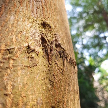 Ormandaki ağaç gövdesi