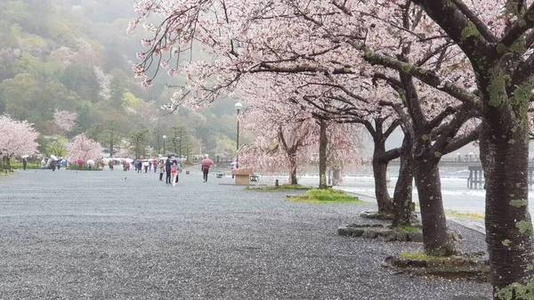 日本の春の桜 — ストック写真