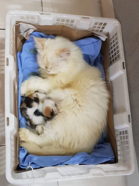 White Cat Lying Bed — Stock Photo, Image