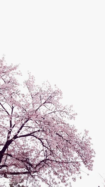 Beautiful Pink Sakura Tree White Flowers — Zdjęcie stockowe