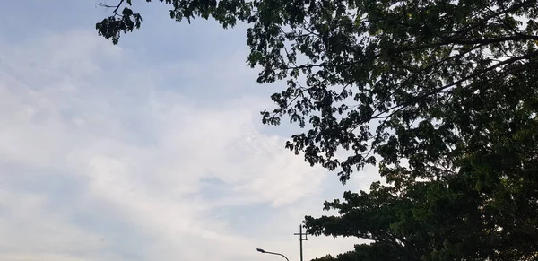 Tree Branches Bright Blue Sky Park — Foto Stock