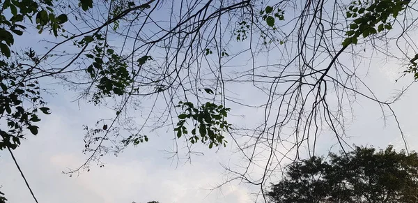 Branches Arbres Dans Forêt — Photo