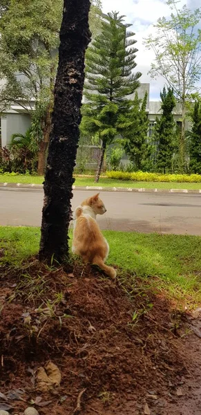 Gato Parque — Foto de Stock