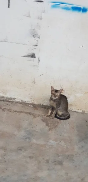 Gato Sentado Chão — Fotografia de Stock