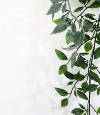 Leaves hanging on the wall create a photo with copy space or negative space to use as your template.