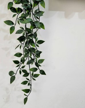 Leaves hanging on the wall create a photo with copy space or negative space to use as your template.