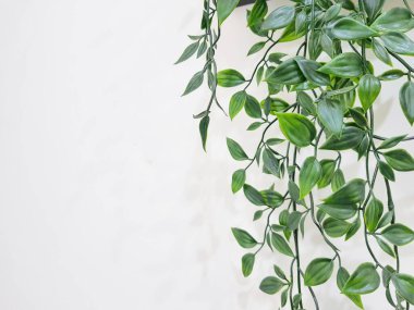 Leaves hanging on the wall create a photo with copy space or negative space to use as your template.