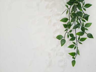 Leaves hanging on the wall create a photo with copy space or negative space to use as your template.