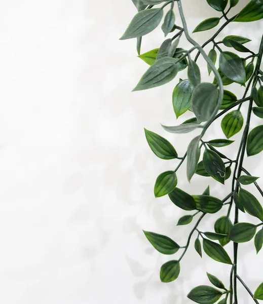 Leaves hanging on the wall create a photo with copy space or negative space to use as your template.