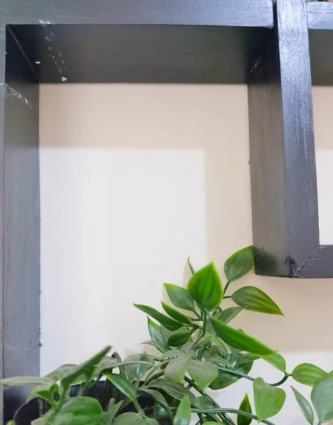 Leaves hanging on the wall create a photo with copy space or negative space to use as your template.